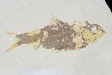 Lot: Green River Fossil Fish - Pieces #84143-2